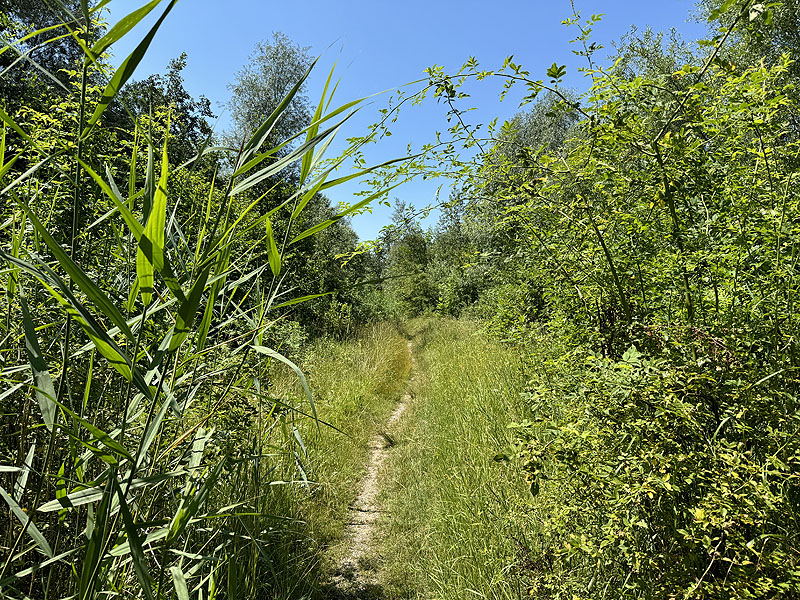 Die FKK Plätze am Wagersee in Dillingen an der Donau